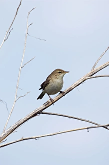 Common Chiffchaff - adult - alarmed sits on a dry Common Chiffchaff - adult - alarmed sits on a dry