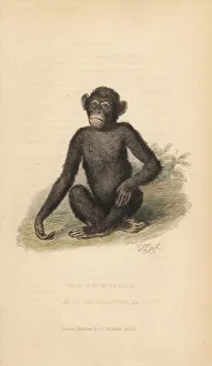Common chimpanzee, Pan troglodytes. Endangered Common chimpanzee, Pan troglodytes. Endangered