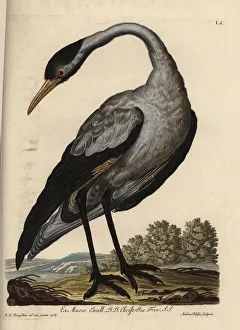 Common crane, Grus grus (Grus nostra) Common crane, Grus grus (Grus nostra)