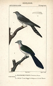 Common cuckoo, Cuculus canorus, and crested Common cuckoo, Cuculus canorus, and crested