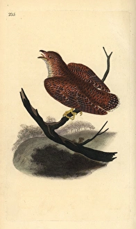 Common cuckoo (juvenile), Cuculus canorus Common cuckoo (juvenile), Cuculus canorus