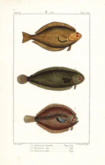 Common dab, sole and European plaice Common dab, sole and European plaice