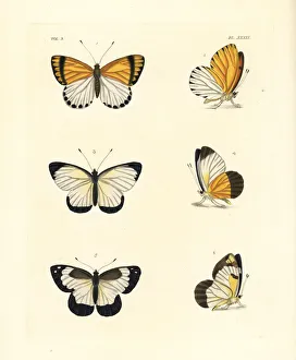 Common dotted border, western dotted border Common dotted border, western dotted border