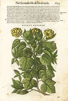 Common or European ivy, Hedera helix Common or European ivy, Hedera helix