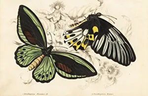 Common green birdwing and Rippon's birdwing butterflies Common green birdwing and Rippon's birdwing butterflies