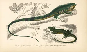 Common green iguana and green lizard Common green iguana and green lizard