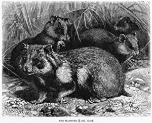 Common Hamster Common Hamster