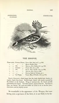 Framed Print : Common Hoopoe Print Framed Print : Common Hoopoe Print