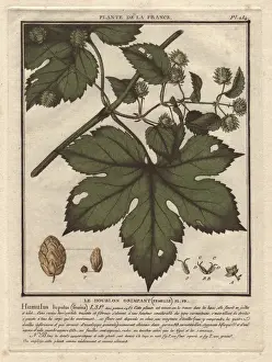 Beer Ingredients Prints: Common hops, Humulus lupulus