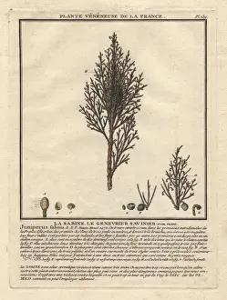 French Botanical Illustrations Prints: Common juniper tree, Juniperus communis, with berries