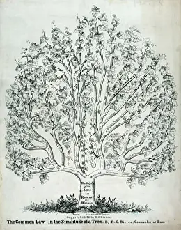 The Common Law in the Similitude of a Tree Print, c1878