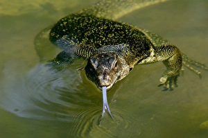 A Common Monitor Lizard swims in a small stream A Common Monitor Lizard swims in a small stream