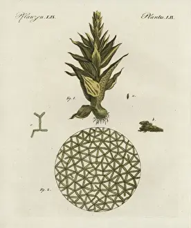 Friedrich Johann Bertuch Artwork Prints: Common moss, Phascum cuspidatum, and pond algae
