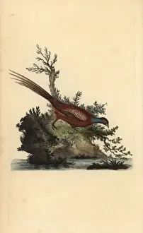 Handcolored Prints: Common pheasant, Phasianus colchicus