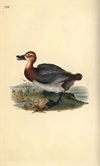 Common pochard or red-headed wigeon, Aythra ferina (female) Common pochard or red-headed wigeon, Aythra ferina (female)