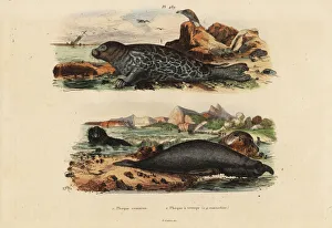 Common seal and elephant seal Common seal and elephant seal