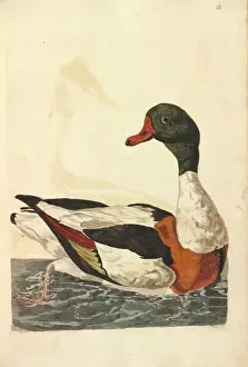 Common Shelduck Print by Peter Pallou
