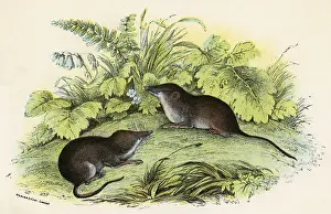 Historical Animal Images Prints: Common Shrews