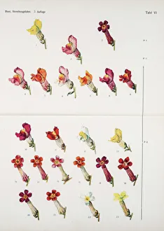 Common snapdragon (Antirrhinum majus) colour variation Common snapdragon (Antirrhinum majus) colour variation