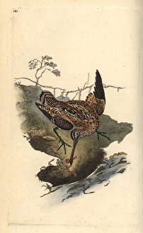 Common snipe, Gallinago gallinago, catching a worm Common snipe, Gallinago gallinago, catching a worm