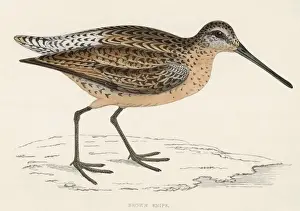 Victorian Era Bird Prints: Common Snipe (Morris)
