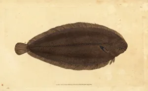 Common sole or Dover sole, Solea solea Common sole or Dover sole, Solea solea