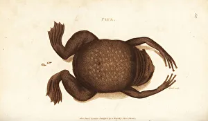 Common Suriname toad or star-fingered toad, Pipa pipa Common Suriname toad or star-fingered toad, Pipa pipa