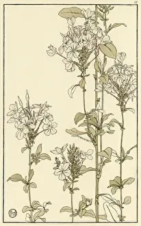 Common Vipers Bugloss Decorative Flower Study Print, 1899