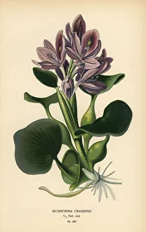 Common water hyacinth, Eichhornia crassipes Common water hyacinth, Eichhornia crassipes