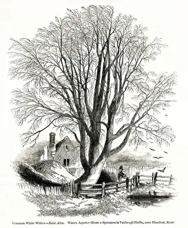 Common White Willow tree, Salix Alba Common White Willow tree, Salix Alba