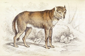 Common wolf (Canis lupus) Common wolf (Canis lupus)