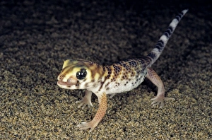 Common Wonder Gecko / Frog-eyed Gecko - looks Common Wonder Gecko / Frog-eyed Gecko - looks