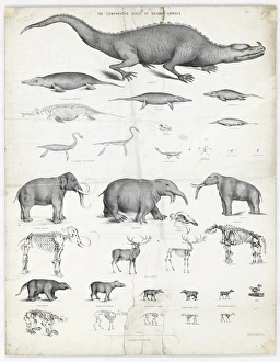 The comparative sizes of extinct animals The comparative sizes of extinct animals