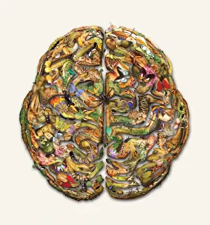 Natural History Museum Art Prints: Composite brain picture