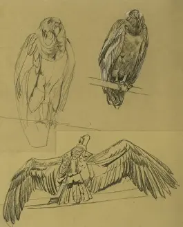 Raymond Sheppard Art Prints: Condors