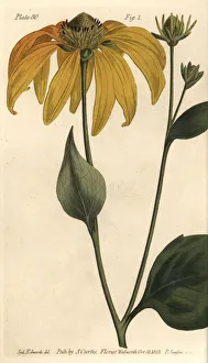 Coneflower or black-eyed-susan, Rudbeckia hirta Coneflower or black-eyed-susan, Rudbeckia hirta