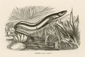 Conger Eel Prints: CONGER EEL