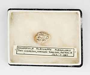 Conopophila albogularis egg, Gould Collection Conopophila albogularis egg, Gould Collection