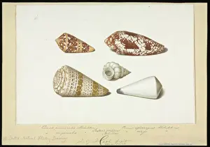 Prints of Watercolour by Johann Gustav Hoch, c. 1771 Wentletrap Prints: Conus and Epitonium Shells Watercolour Print, circa 1771