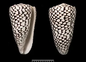 Gastropod Photography Prints: Conus marmoreus, cone shell