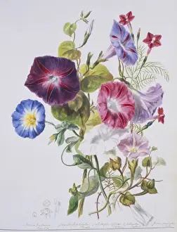 Convolvulaceae Plate 116 Print (1849) by Elizabeth Twining
