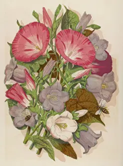 Prints of Pink CONVOLVULUS (Bindweed) and blue and white CAMPANULA MEDIUM Canterbury Bell) depicted with bees Still Life Art Prints: Convolvulus and Campanula Print with Bees