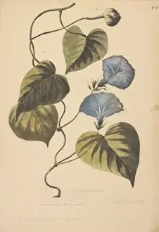 Convolvulaceae Family Plants Prints: Convolvulus coeletis