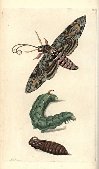 Convolvulus hawk-moth, Agrius convolvuli Convolvulus hawk-moth, Agrius convolvuli