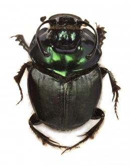 Copris fallaciosus, Kenyan dung beetle Copris fallaciosus, Kenyan dung beetle