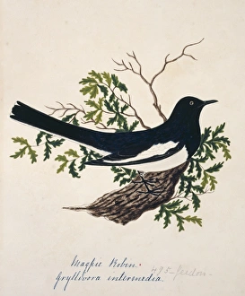 Copsychus saularis, Oriental magpie-robin Copsychus saularis, Oriental magpie-robin