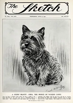 Cora the Cairn Terrier belonging to the Prince of Wales Cora the Cairn Terrier belonging to the Prince of Wales