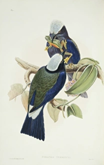 Coracias temminckii, purple-winged roller Coracias temminckii, purple-winged roller