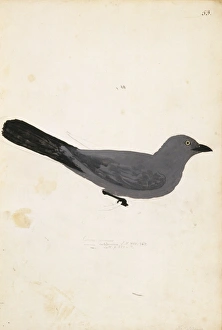 Coracinia analis, New Caledonian cuckoo-shrike Coracinia analis, New Caledonian cuckoo-shrike