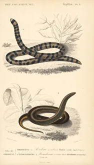 Coral cylinder snake and common slug eater Coral cylinder snake and common slug eater